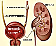 МКБ у кошек